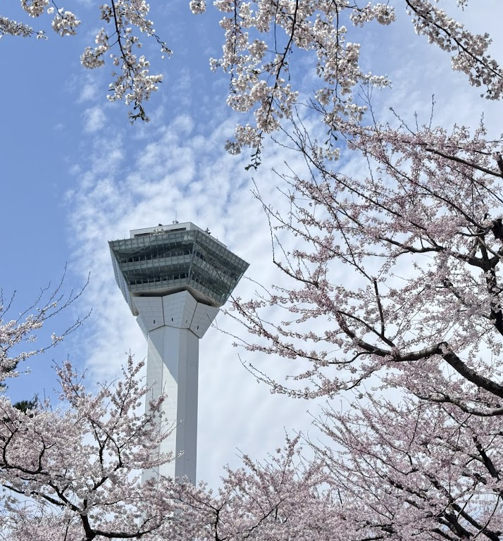 五稜郭公園の桜が満開に咲き誇る！ 北海道で桜前線を追いかけるお花見旅①