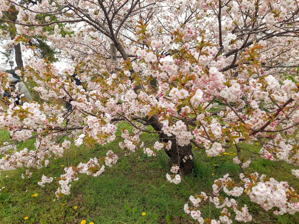 北海道｜松前公園の桜の見頃と絶景スポット！  桜前線を追いかけるお花見旅②